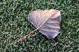 Frosty Leaf_23194